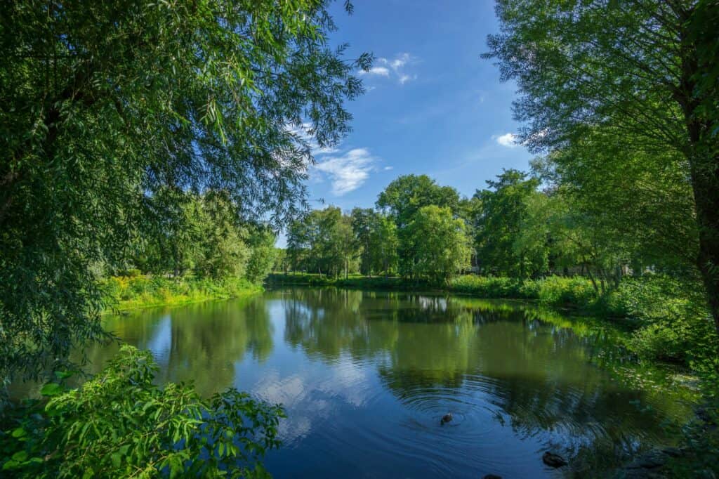 A pond surrounded by trees in a park