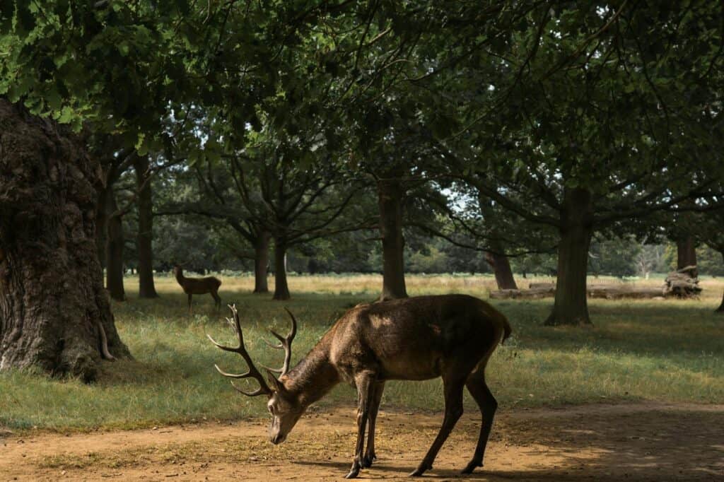 Deer roaming in a park