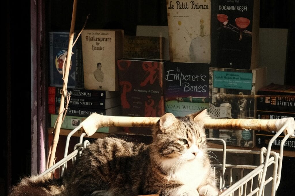 A cat in a cart in front of a bookshop